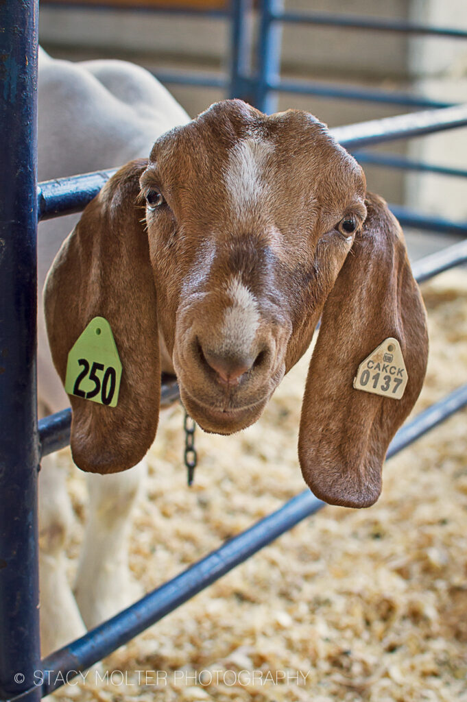 California State Fair 2025: Dates, Attractions, and What to Expect