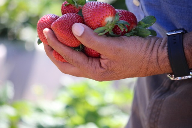 Oxnard CA Strawberries