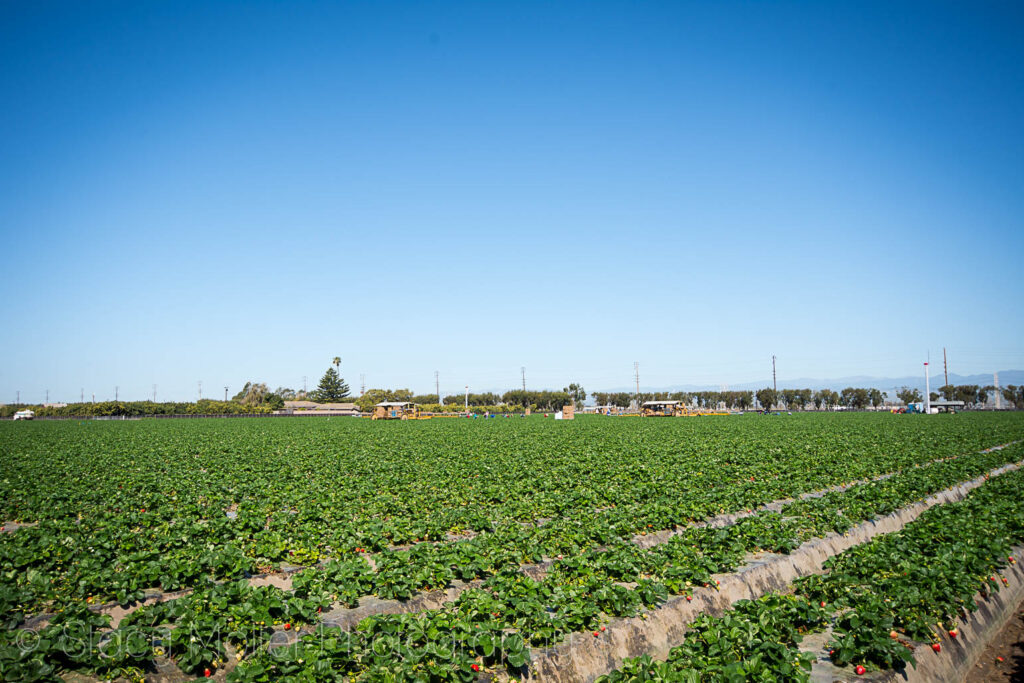 Oxnard California Strawberries Farm Tour - Learning More About Our Local Farmers 32 Oxnard California Strawberries