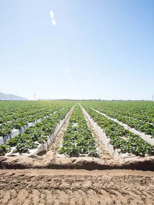 Oxnard California Strawberries
