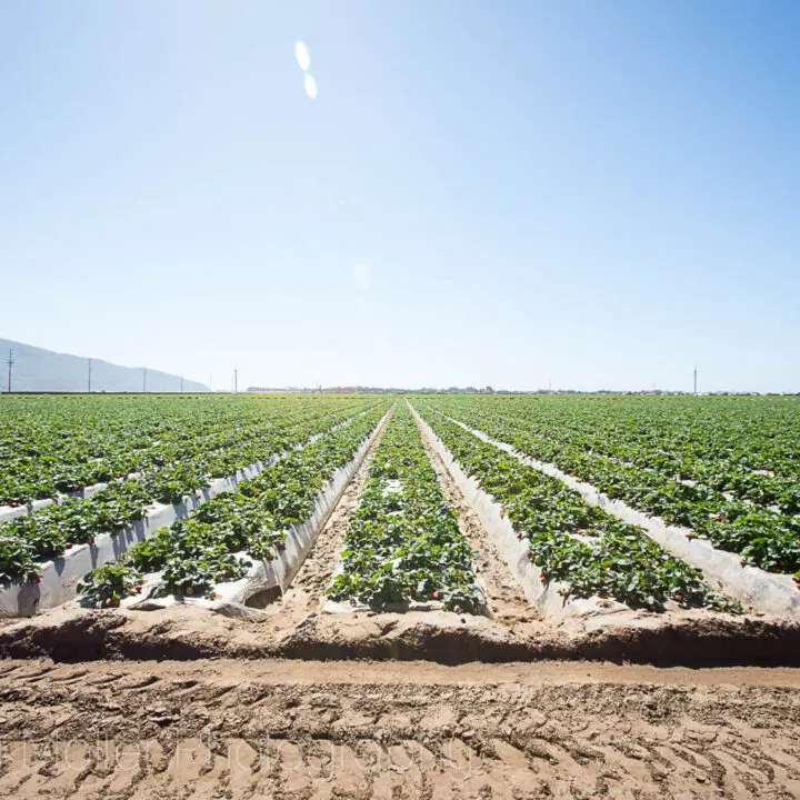 Oxnard California Strawberries