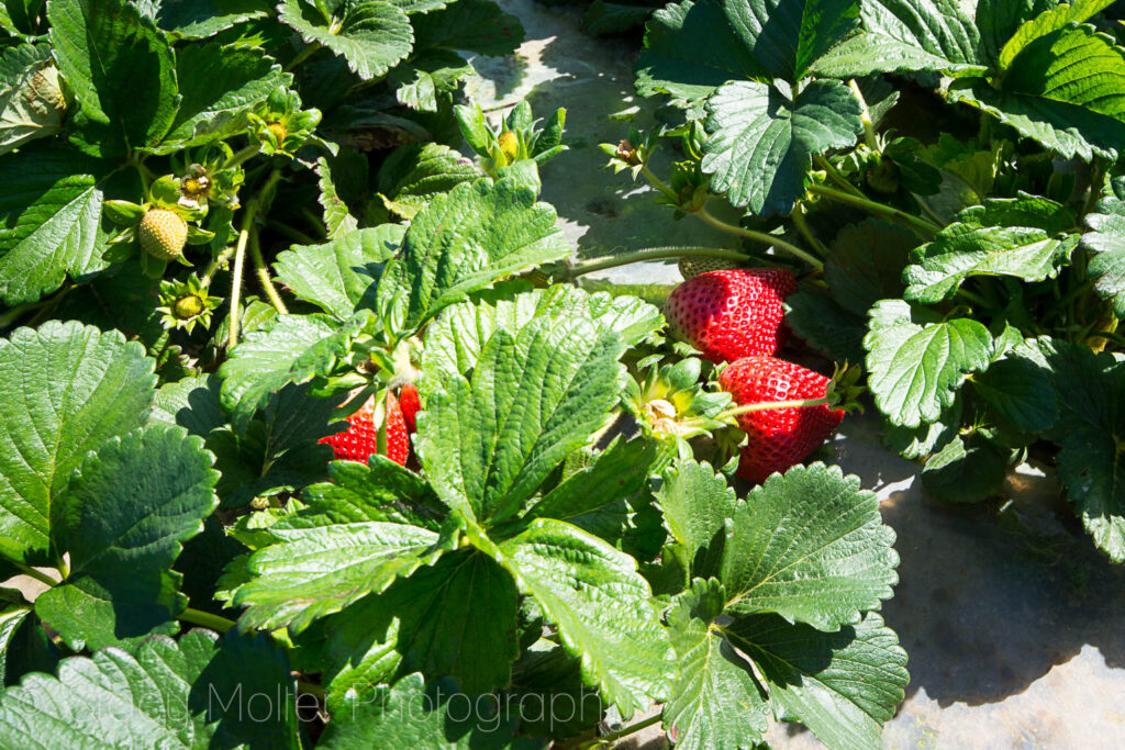 Oxnard California Strawberries