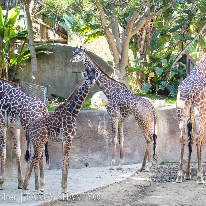 Giraffe Facts for Kids