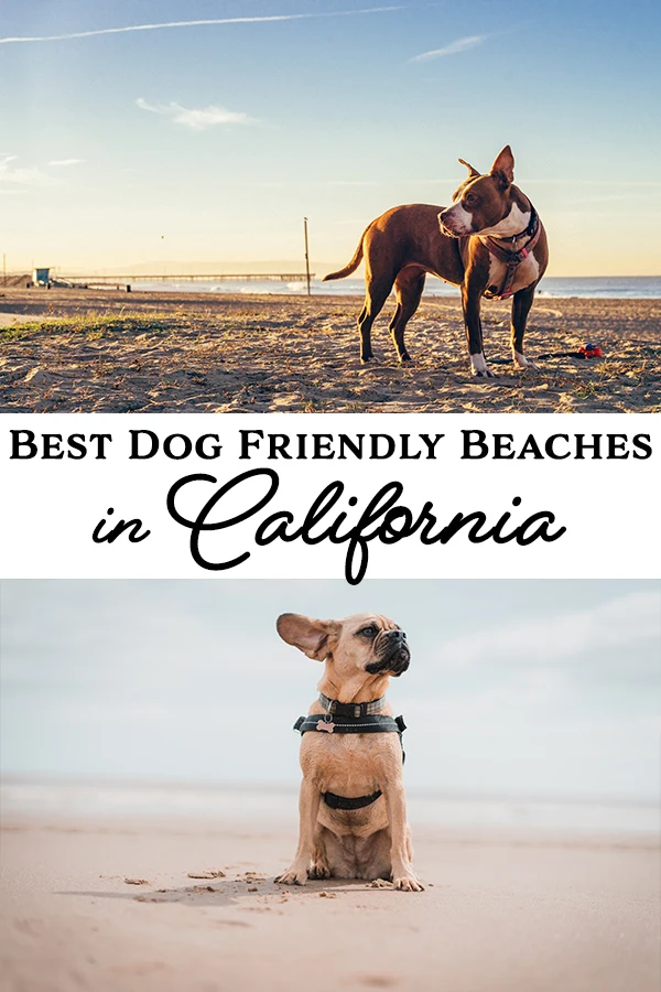 We found the best dog friendly beaches in California! Come see if your favorite beach made the list, or find a new dog friendly beach to visit.