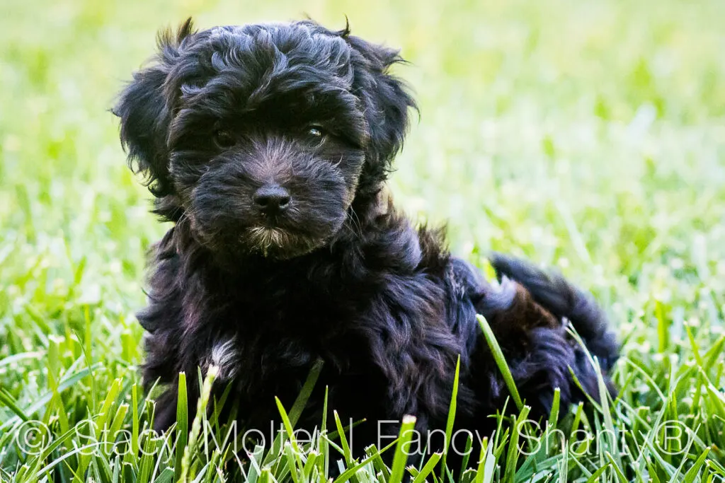 10 Things you Need for Your New Puppy