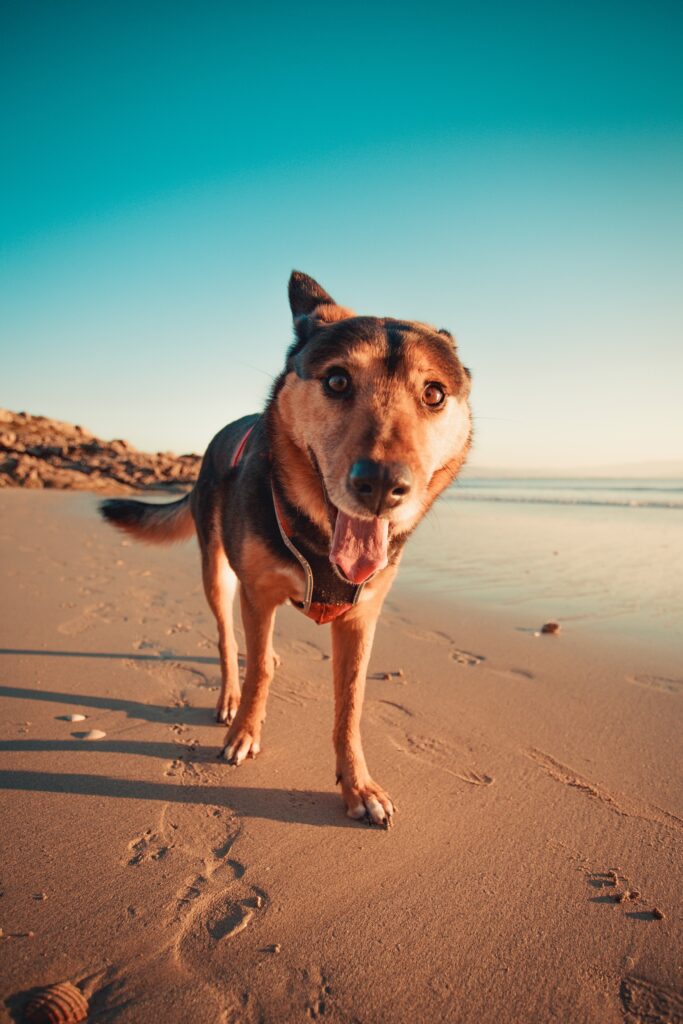Best Dog-Friendly Beaches in California: Where to Enjoy the Sun and Sand with Your Furry Friend
