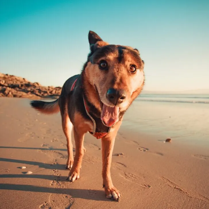 Best Dog Friendly Beaches in California