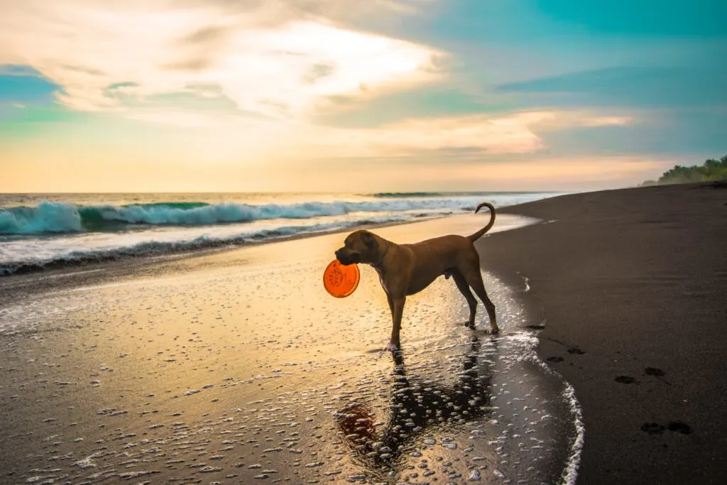 Best Dog-Friendly Beaches in California: Where to Enjoy the Sun and Sand with Your Furry Friend