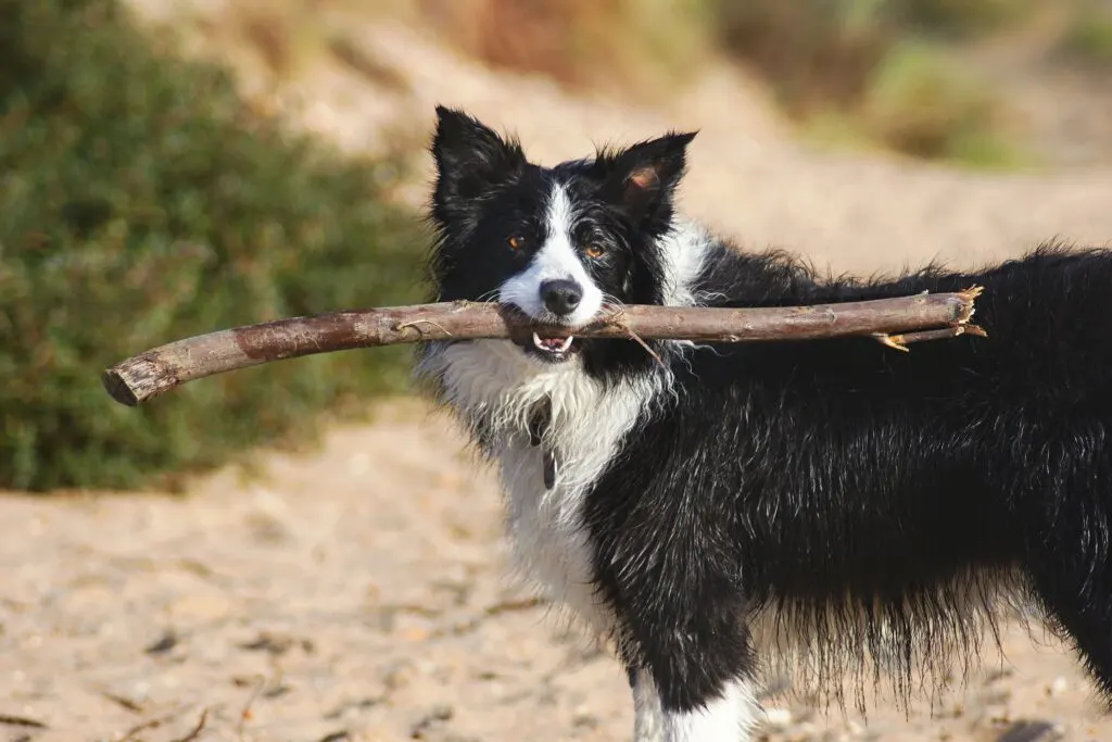 Best Dog-Friendly Beaches in California: Where to Enjoy the Sun and Sand with Your Furry Friend