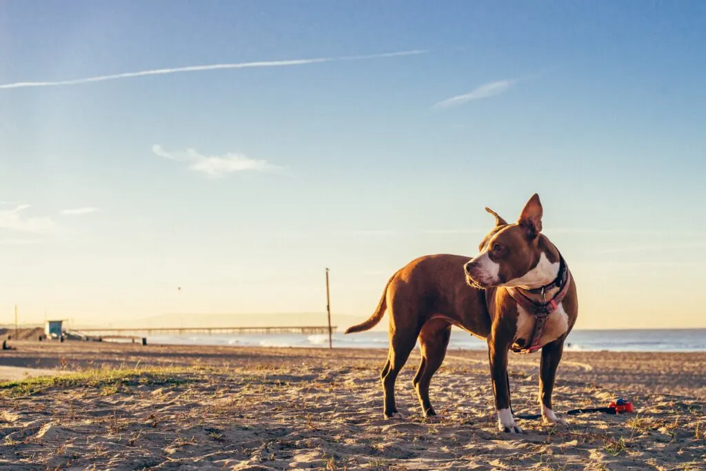 are dogs allowed on california beaches