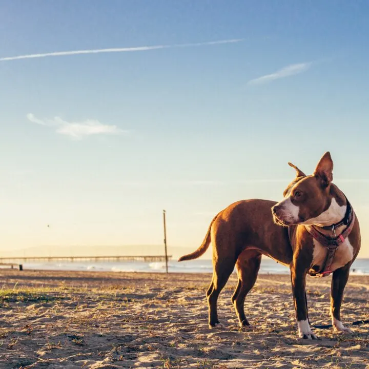 Best Dog Friendly Beaches in California
