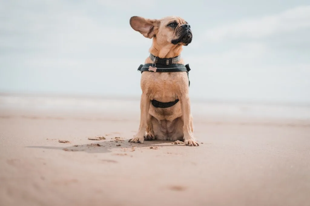 Best Dog-Friendly Beaches in California: Where to Enjoy the Sun and Sand with Your Furry Friend