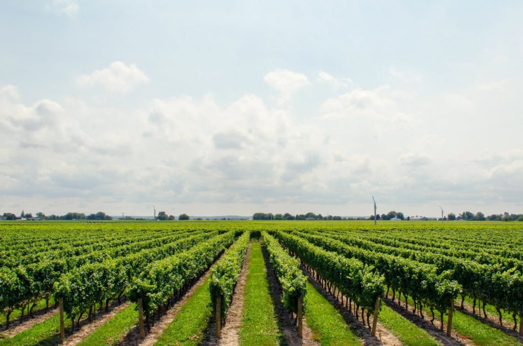Camping in Wine Country. Here's What You Need to Know
