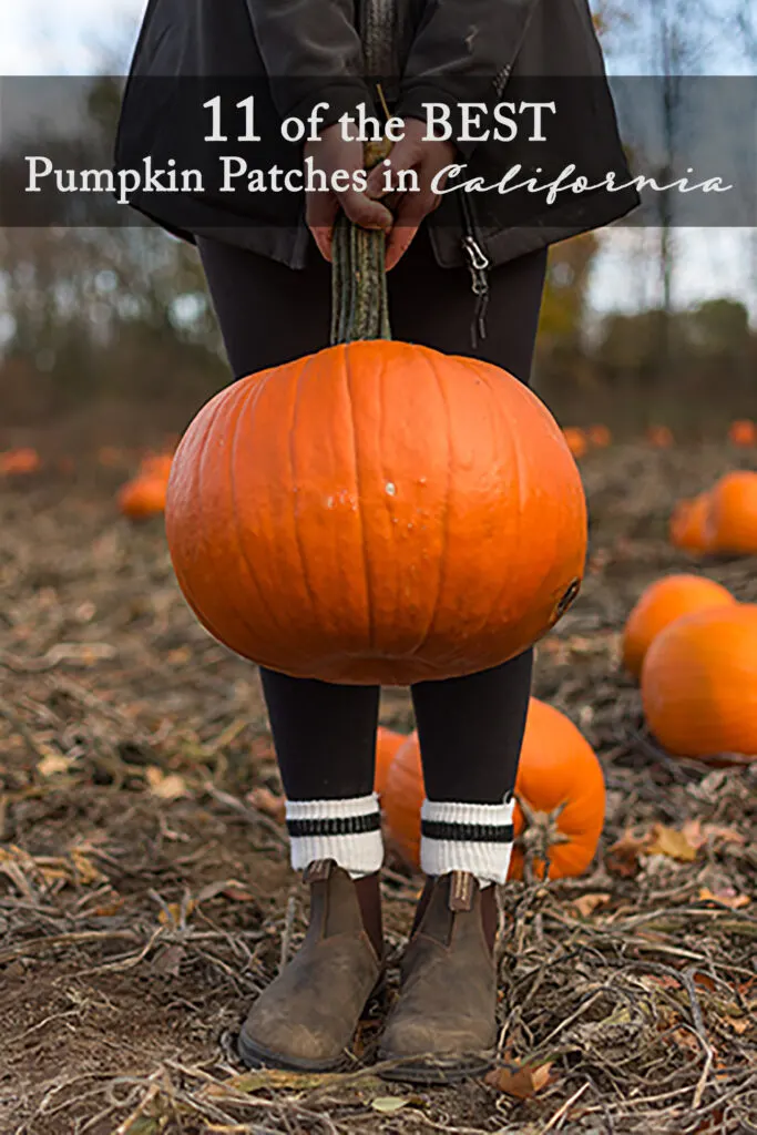 From wagon rides to corn mazes, petting farms and more, this list of the 11 best pumpkin patches in California is the perfect way to kick off the fall season.