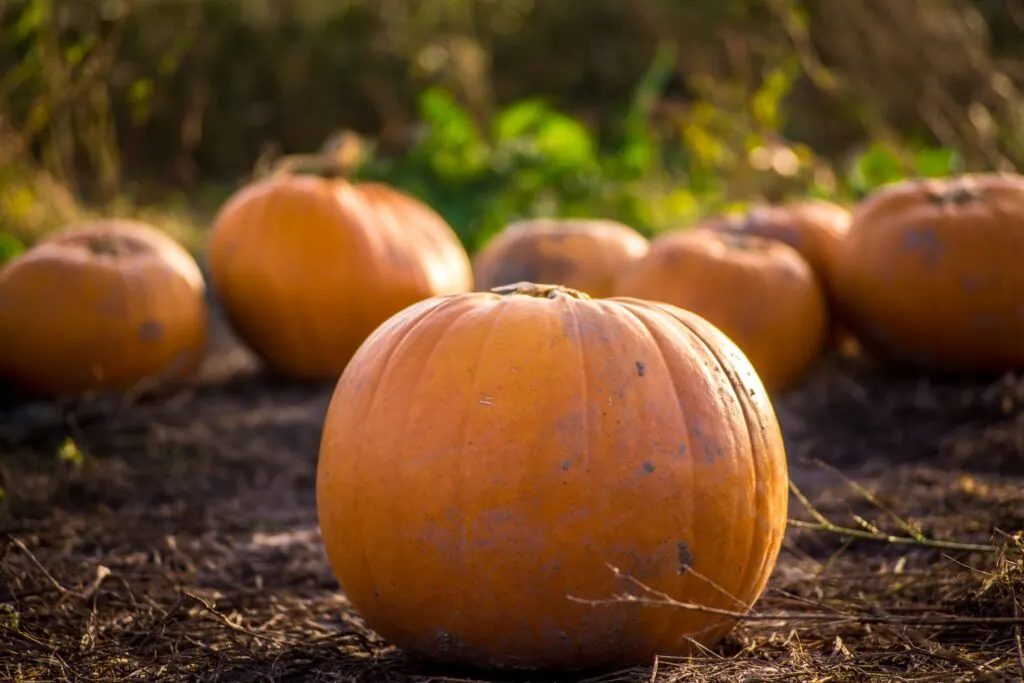 11 Best California Pumpkin Patches