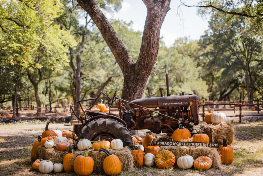 From wagon rides to corn mazes, petting farms and more, this list of the 11 best pumpkin patches in California is the perfect way to kick off the fall season.