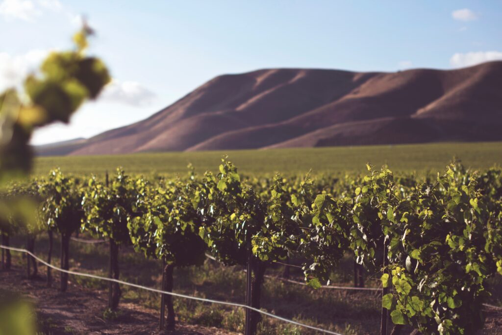 Santa Ynez Valley Wineries: A Guide to the Best Tasting Rooms and Vineyards
