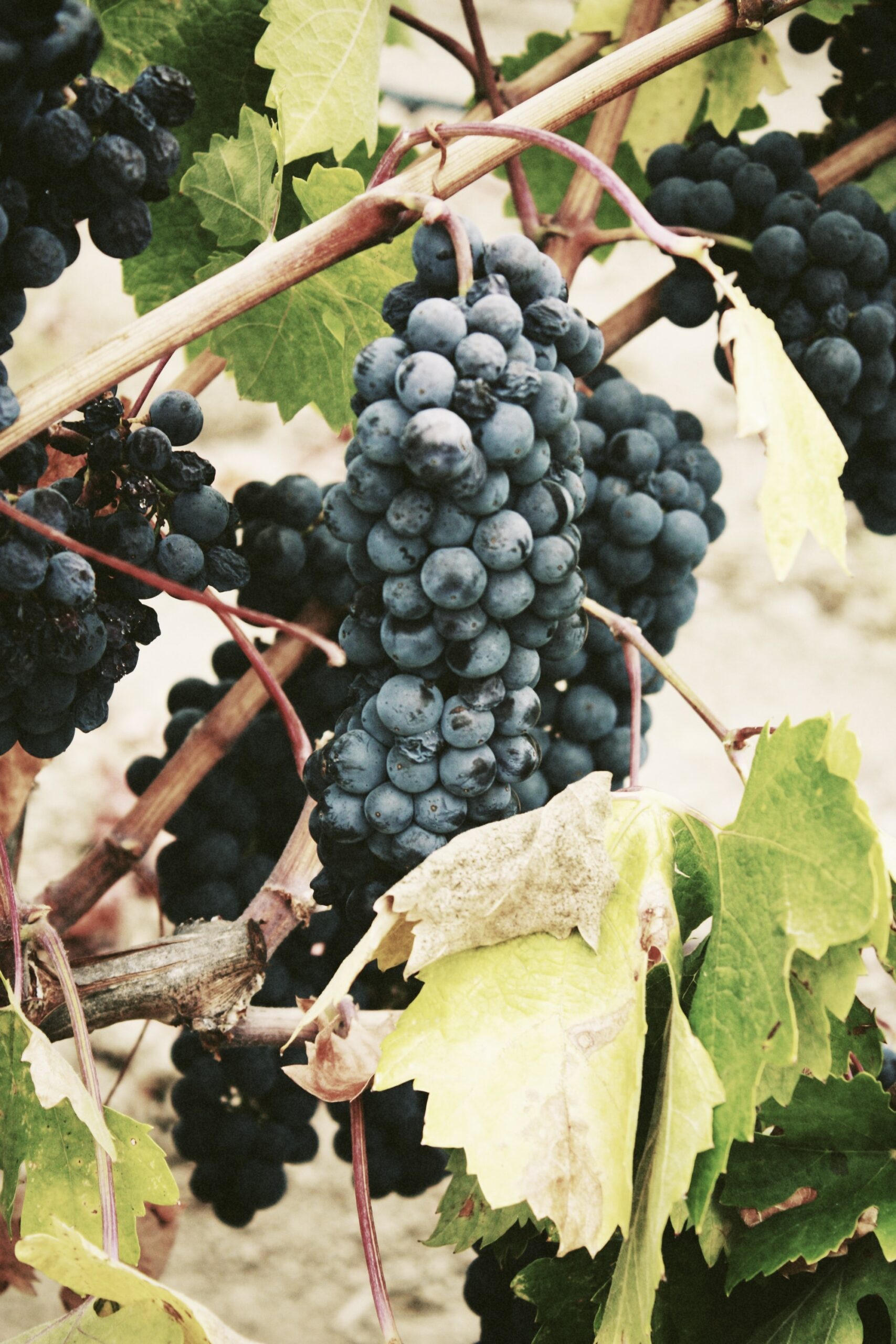 Camping in the Wine Country: A Fun and Relaxing Getaway