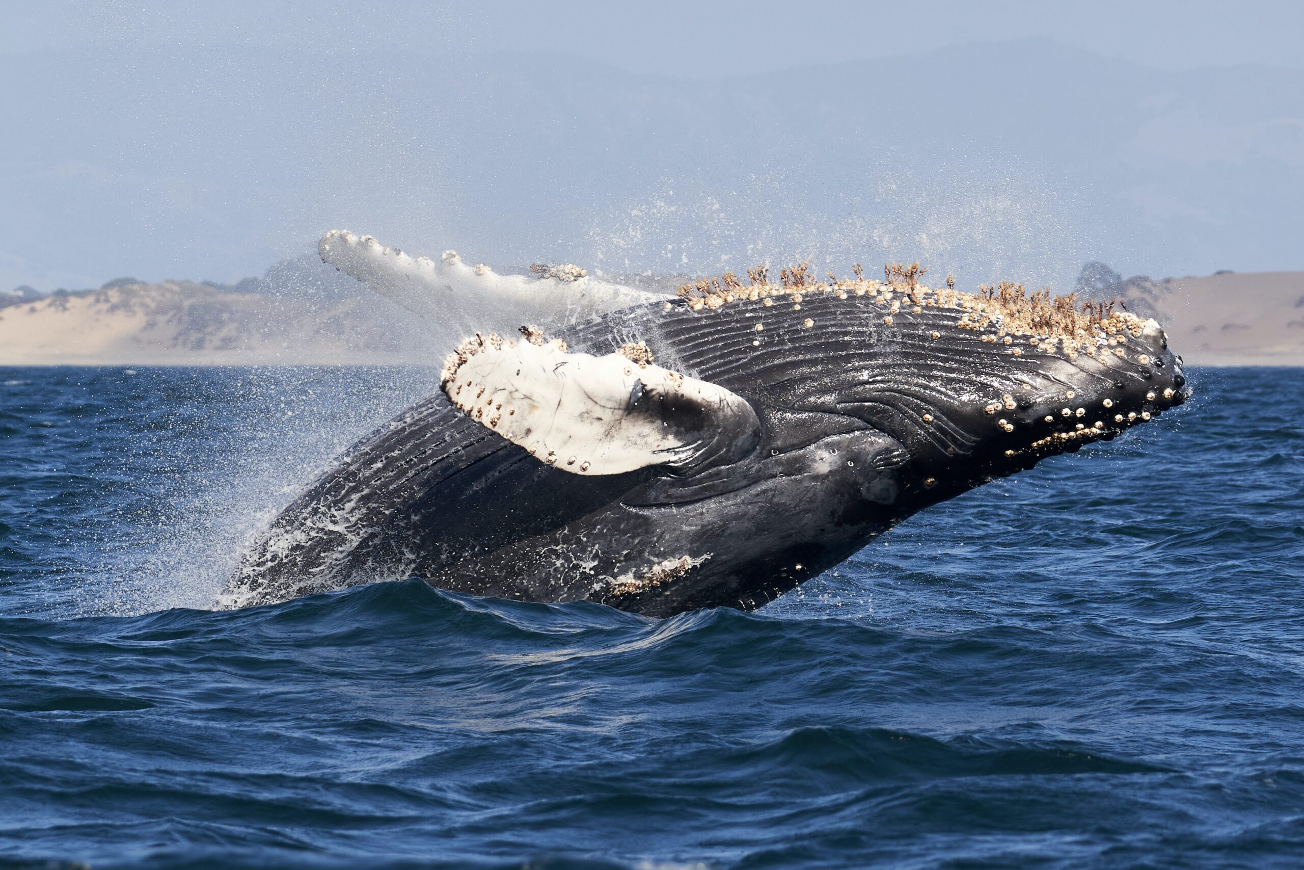 Southern California Winter Bucket List: Fun Activities to Enjoy During the Cooler Months