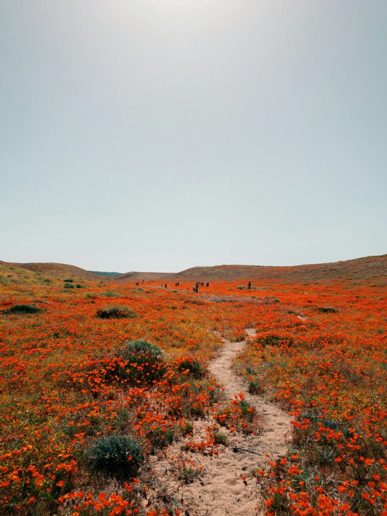 Best Hikes to See Wildflowers in California: Your Ultimate Trail Guide
