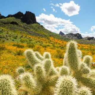 Best Hikes to See Wildflowers in California: Your Ultimate Trail Guide