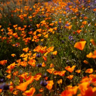 Best Hikes to See Wildflowers in California: Your Ultimate Trail Guide