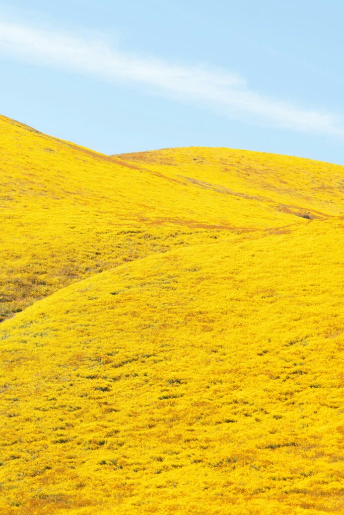 Best Hikes to See Wildflowers in California: Your Ultimate Trail Guide