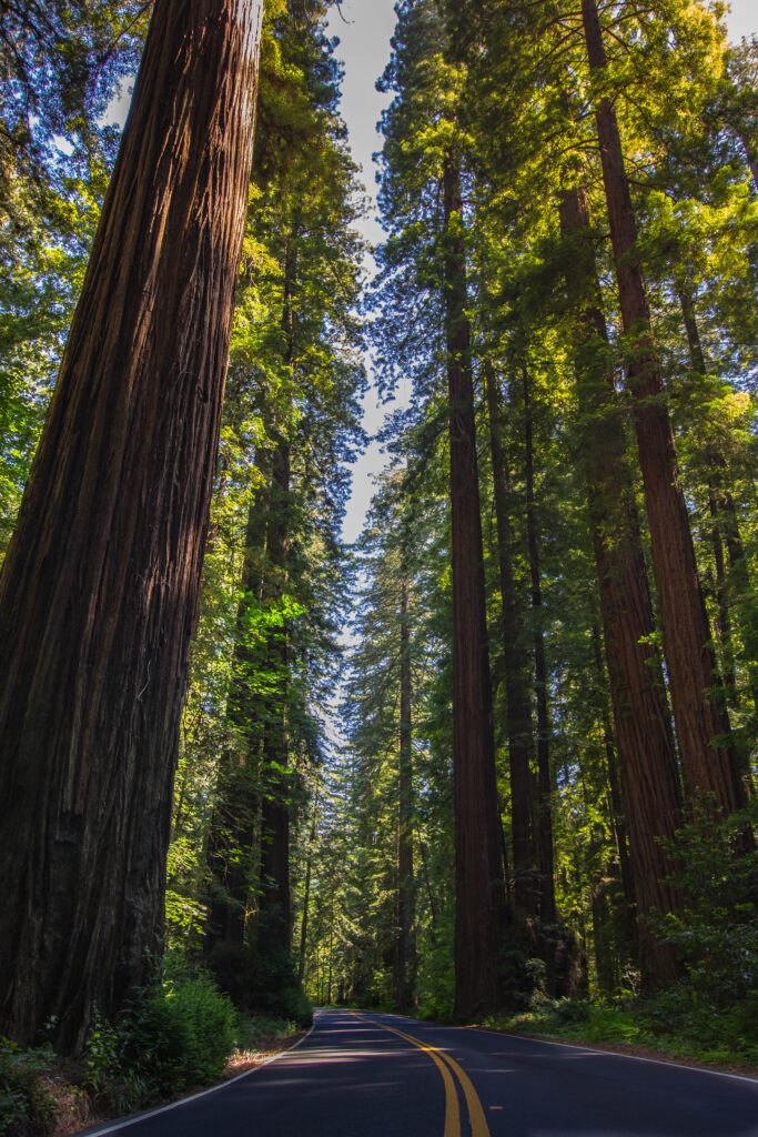 Things to Do in California for Your Bucket List - Redwood National Park