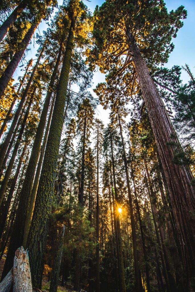 Things to Do in California for Your Bucket List - Sequoia National Park