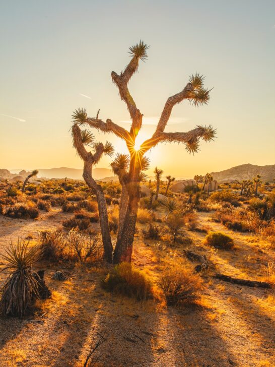 Joshua Tree National Park
