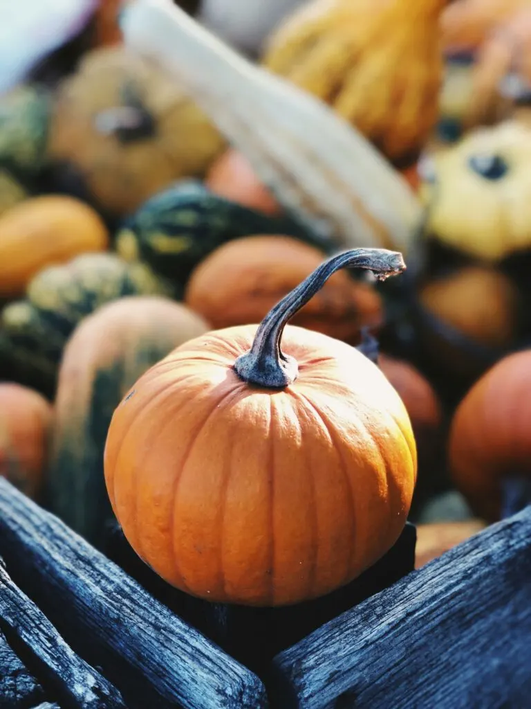 Best Pumpkin Patches in California: Fall Fun for the Whole Family