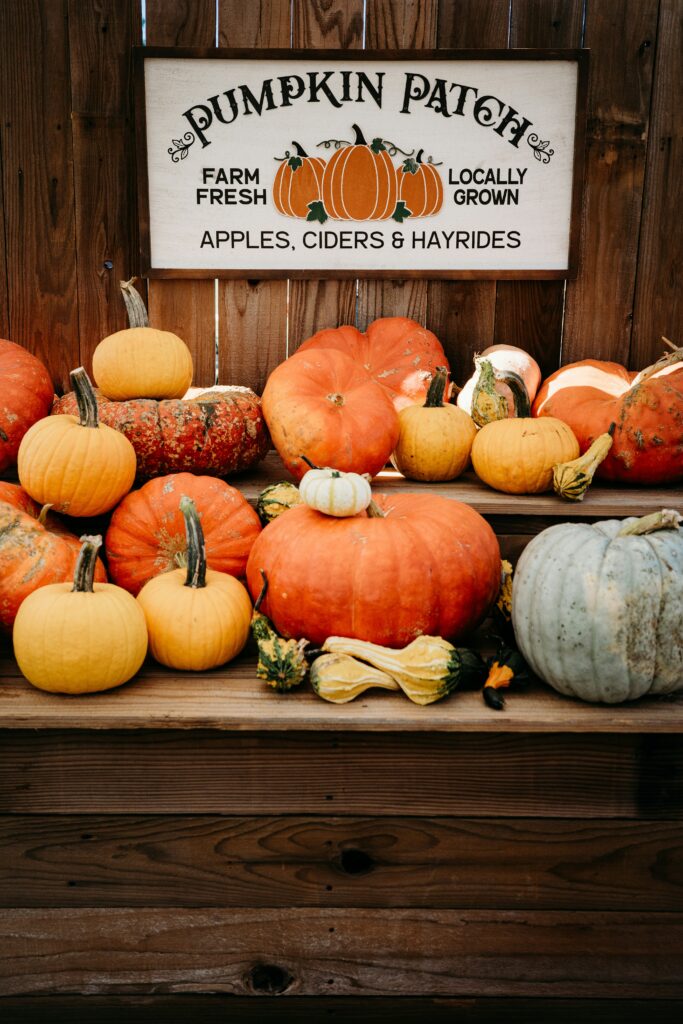 Best Pumpkin Patches in California: Fall Fun for the Whole Family