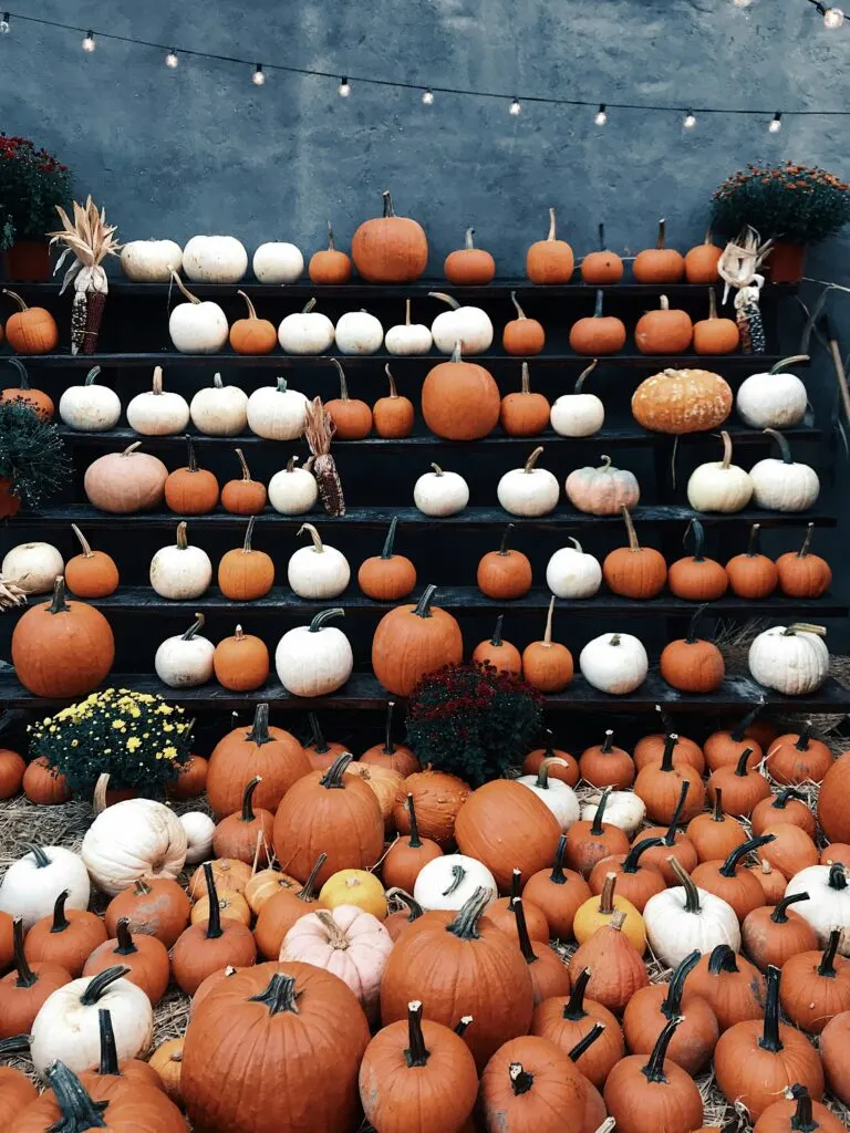 Best Pumpkin Patches in California: Fall Fun for the Whole Family