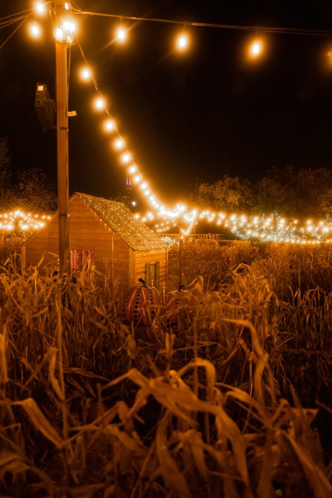 Best Pumpkin Patches in California: Fall Fun for the Whole Family