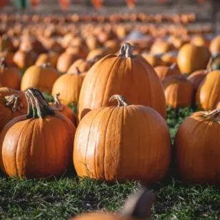 Best Pumpkin Patches in California: Fall Fun for the Whole Family