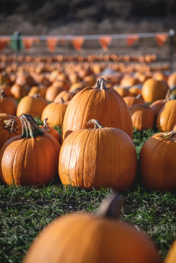 Best Pumpkin Patches in California: Fall Fun for the Whole Family