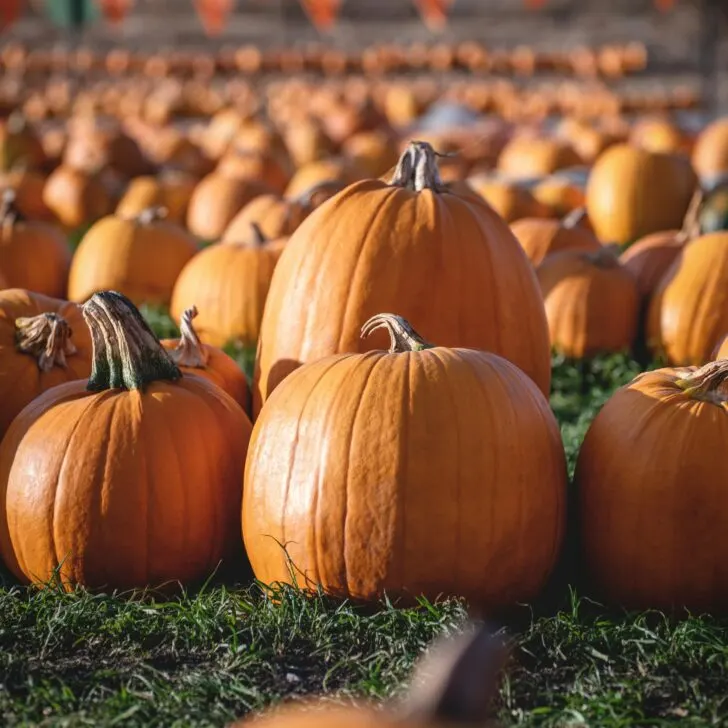 Best Pumpkin Patches in California: Fall Fun for the Whole Family