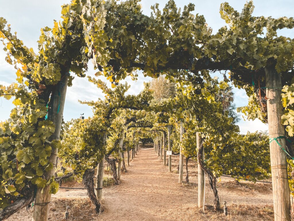 Temecula Valley Wineries: A Guide to the Best Tasting Rooms and Vineyards