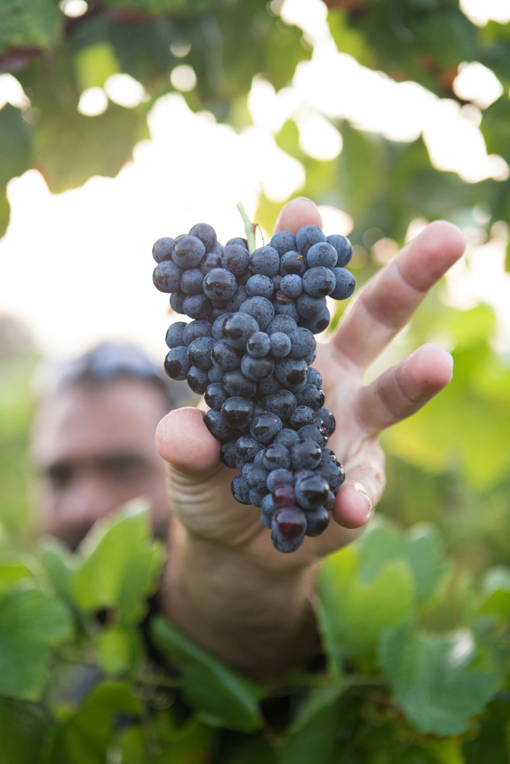 Santa Barbara Wineries: A Guide to the Best Vineyards and Tasting Rooms