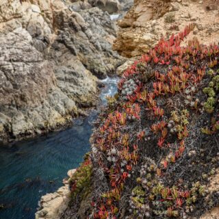 Tide Pools in Northern California: A Guide to Exploring the Coastline