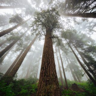 Redwood National Park Guide: Tips for Exploring the Majestic Forests