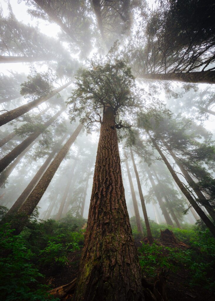 Redwood National Park Guide: Tips for Exploring the Majestic Forests