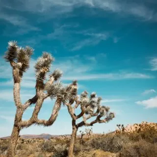 Visit Joshua Tree National Park: A Guide to the Best Hikes and Views