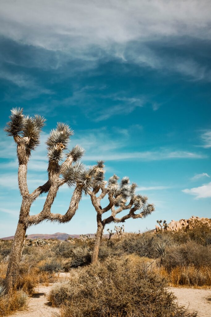 Visit Joshua Tree National Park: A Guide to the Best Hikes and Views