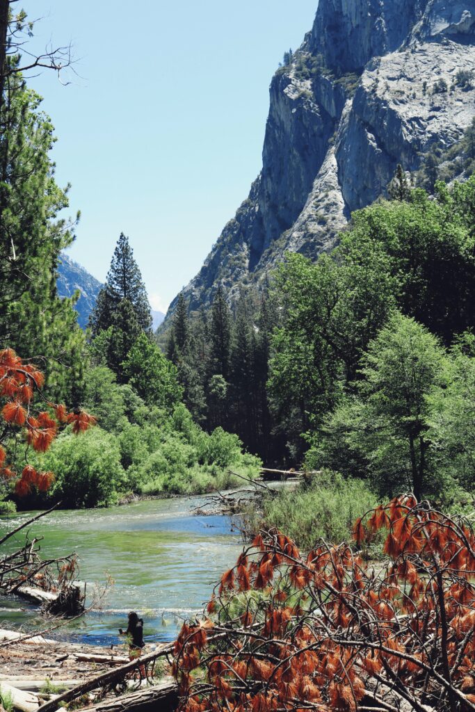 Explore Sequoia and Kings Canyon National Parks: Top Things to Do in the National Parks