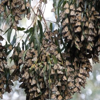 Goleta Butterfly Grove: A Beautiful Destination for Nature Lovers