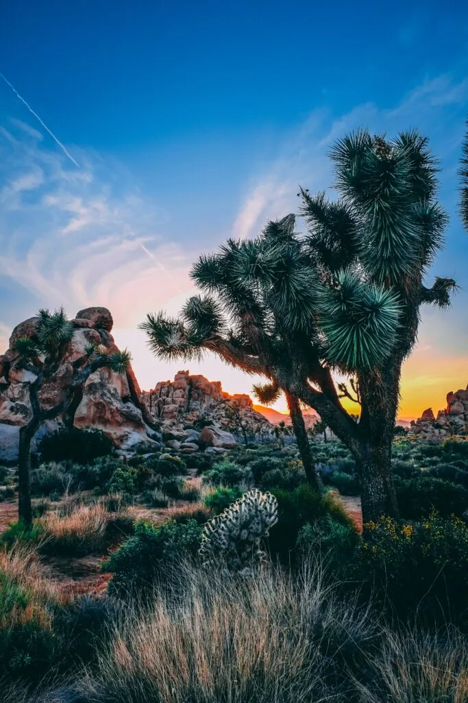 Visit Joshua Tree National Park: A Guide to the Best Hikes and Views
