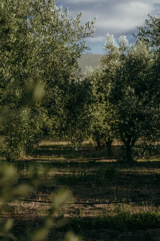 Best Places for Olive Oil Tasting in California: Explore the Golden State's Finest Olive Oils