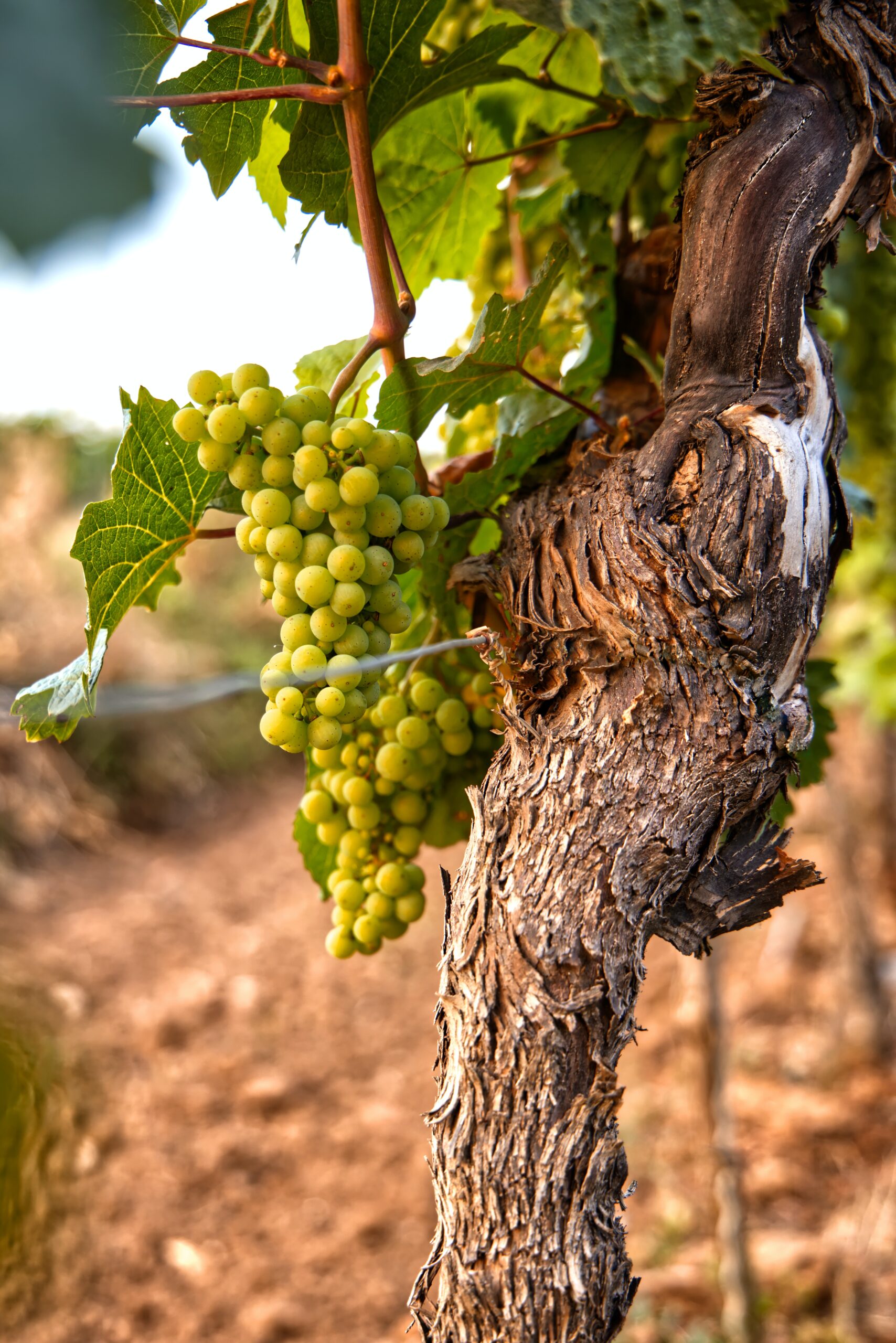 San Luis Obispo County Wineries: A Guide to the Best Tasting Experiences