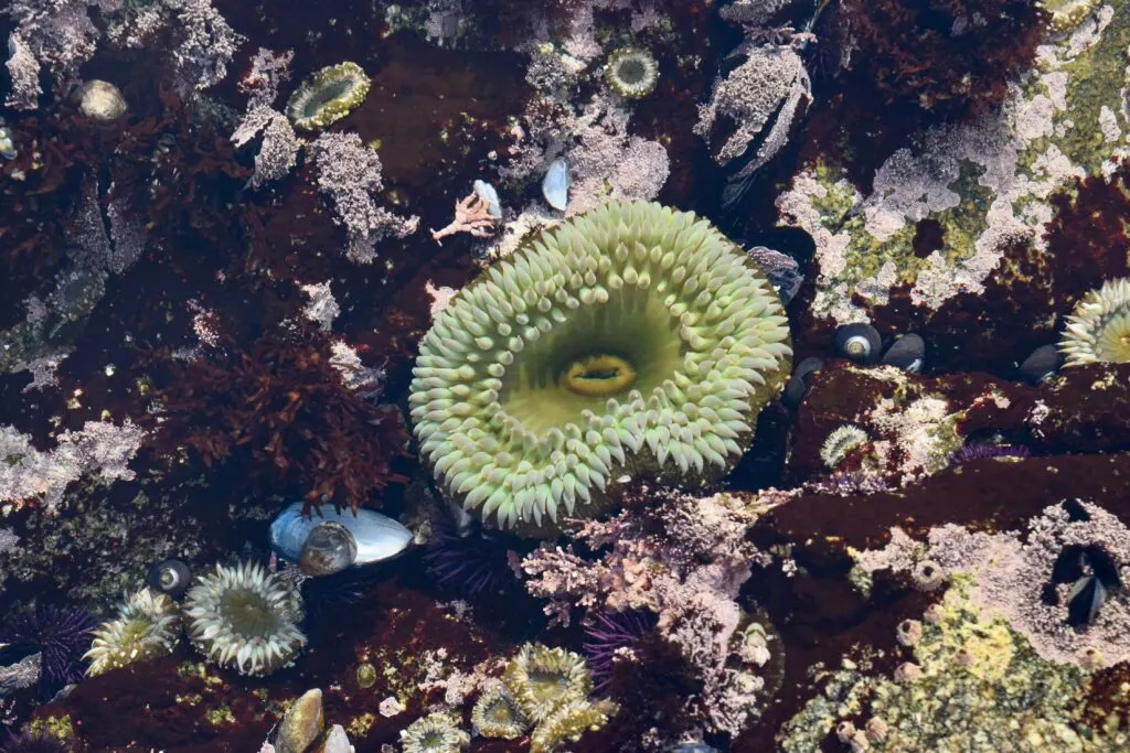Tide Pools in Northern California: A Guide to Exploring the Coastline